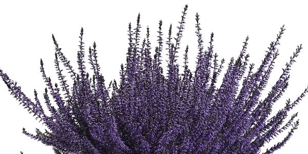 callunas-teintees-mauve