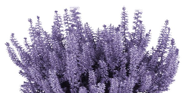 callunas-teintees-pastel-mauve