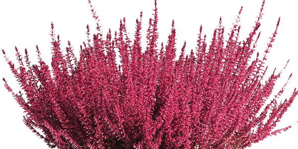 callunas-teintees-rouge-bruyere