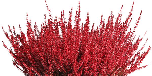 callunas-teintees-rouge-noel