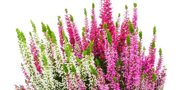 callunas-teintees-tricolore-trio-pink