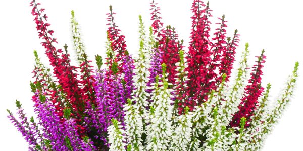 callunas-teintees-tricolore-trio-purple