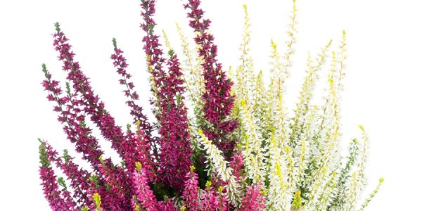 callunas-teintees-tricolore-vannila-plum