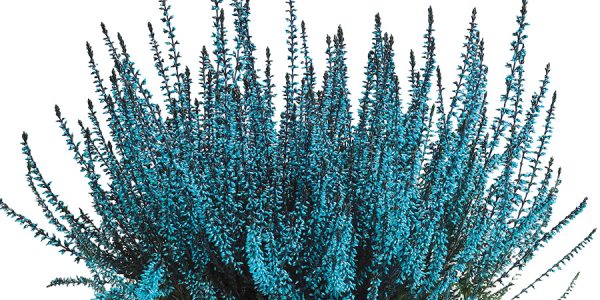 callunas-teintees-turquoise