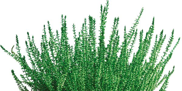 callunas-teintees-vert